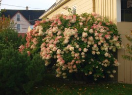 5. gortenziya grandiflora-shtambovoe derevo
